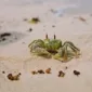 斗鱼直播平台